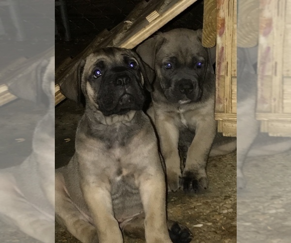 Medium Photo #2 Cane Corso Puppy For Sale in AMORY, MS, USA