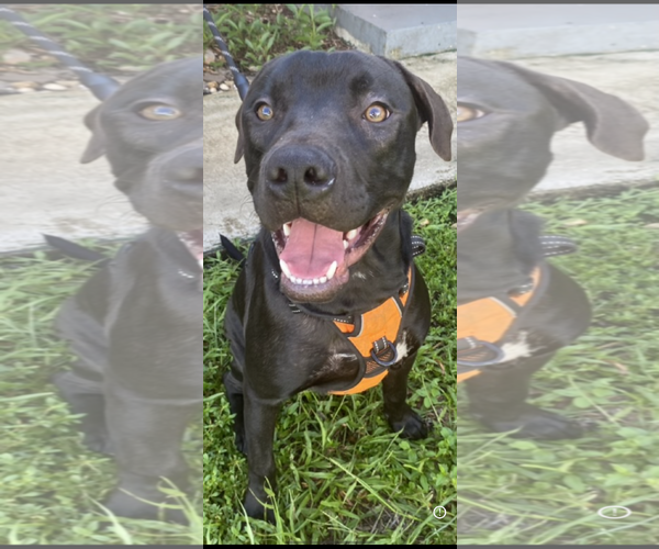 Medium Photo #2 Mutt Puppy For Sale in Miami, FL, USA