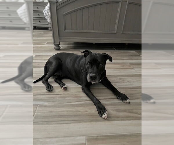 Medium Photo #4 American Staffordshire Terrier-Unknown Mix Puppy For Sale in Queen Creek, AZ, USA