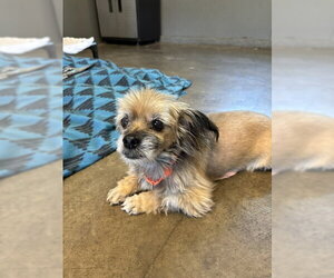 Shih Tzu-Unknown Mix Dogs for adoption in Agoura Hills, CA, USA
