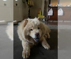 Chow Chow Dogs for adoption in San Antonio, TX, USA