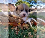 Brownie - Male Pembroke Welsh Corgi Puppy for Sale - Small photo