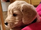 Small Photo #1 Goldendoodle Puppy For Sale in BURTON, OH, USA