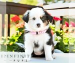 Small #2 Miniature Australian Shepherd