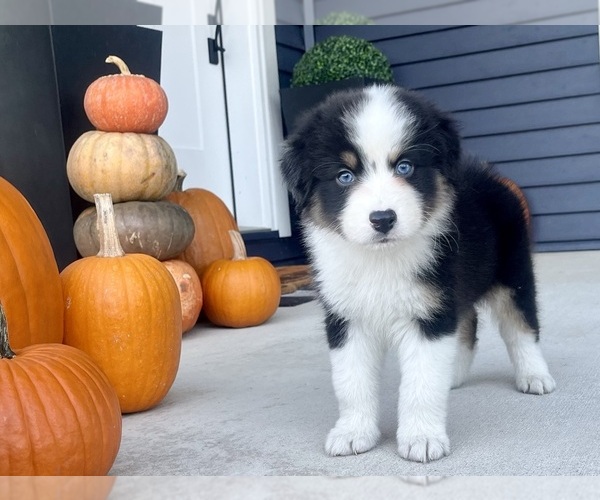 Medium Photo #3 Australian Shepherd Puppy For Sale in LODA, IL, USA