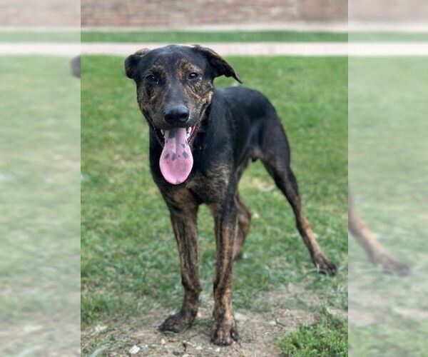 Medium Photo #2 Plott Hound-Retriever  Mix Puppy For Sale in Canton, CT, USA