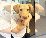 Small Labrador Retriever Mix