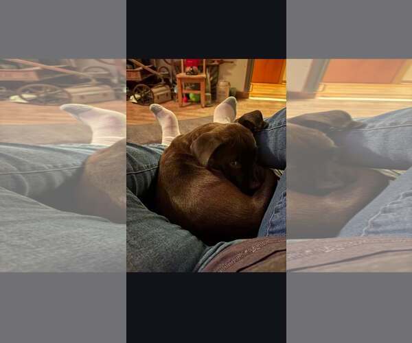 Medium Photo #1 Mutt Puppy For Sale in Waterloo, IA, USA