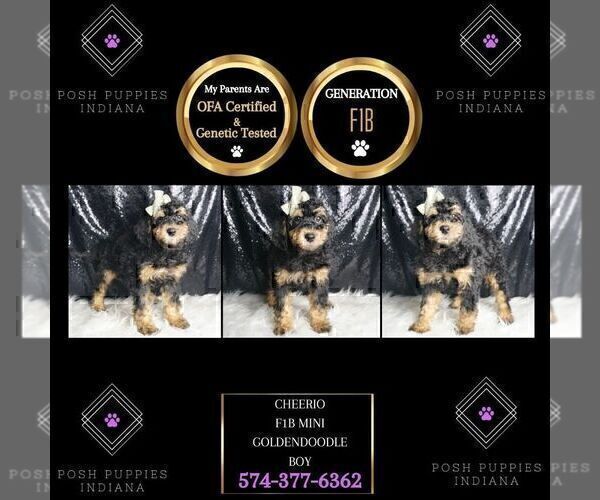 Medium Photo #1 Goldendoodle (Miniature) Puppy For Sale in WARSAW, IN, USA