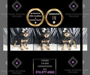 Medium Goldendoodle (Miniature)