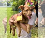 Small #1 Doberman Pinscher Mix