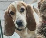 Small Photo #1 Basset Hound Puppy For Sale in BEAUMONT, CA, USA