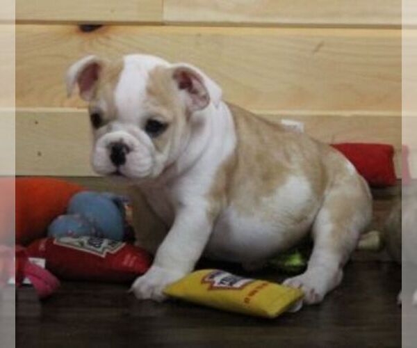 Medium Photo #2 English Bulldog Puppy For Sale in MARSHFIELD, MO, USA