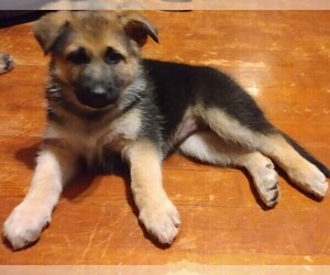 German Shepherd Dog Puppy for sale in JUNCTION, IL, USA