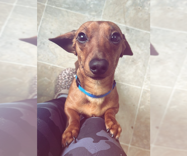 Medium Photo #2 Dachshund Puppy For Sale in Sioux Falls, SD, USA