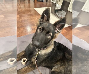 Ghost - Male German Shepherd Dog Dog for Adoption - Photo #3