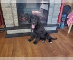Small #5 Golden Mountain Dog