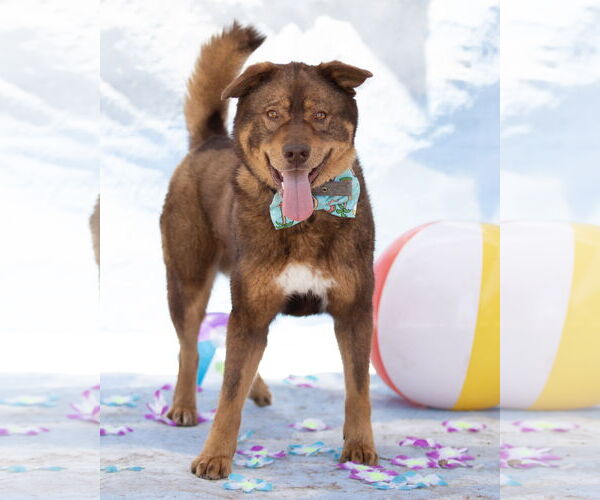 Medium Photo #7 Chow Chow-Unknown Mix Puppy For Sale in phoenix, AZ, USA