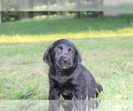 Small Labrador Retriever