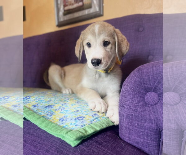 Medium Photo #1 Great Pyrenees-Unknown Mix Puppy For Sale in Rockaway, NJ, USA