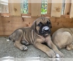 Small Photo #3 Cane Corso Puppy For Sale in PINE GROVE, CA, USA