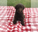 Small #2 Labradoodle