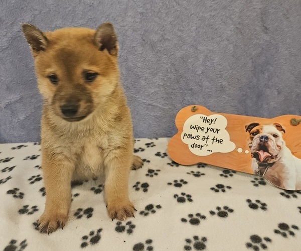 Medium Photo #3 Shiba Inu Puppy For Sale in EDINA, MO, USA