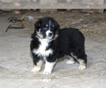 Small #4 Australian Shepherd