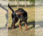 Small #2 Rottweiler