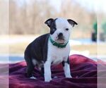 Small Photo #2 Boston Terrier Puppy For Sale in PORT ROYAL, PA, USA