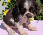 Small Photo #33 Cocker Spaniel Puppy For Sale in GOSHEN, IN, USA