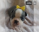 Small Photo #5 Boston Terrier Puppy For Sale in MINERAL WELLS, WV, USA