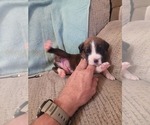 Puppy Red Boxer