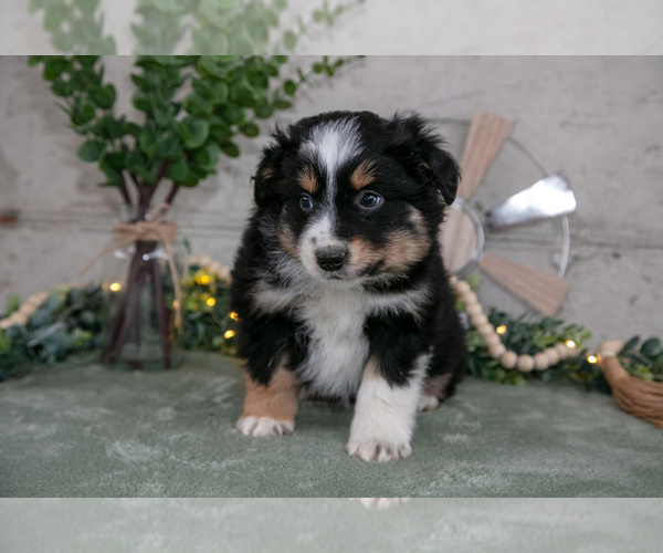 Medium Photo #1 Australian Shepherd Puppy For Sale in CAMDEN, MI, USA