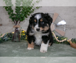 Medium Australian Shepherd