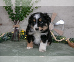 Puppy Sampson Australian Shepherd