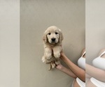Puppy Lilly Golden Retriever