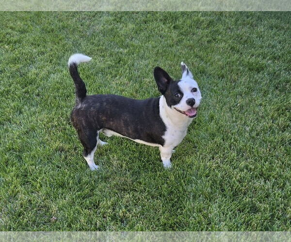 Medium Photo #3 Boston Terrier-Unknown Mix Puppy For Sale in Huntington Beach, CA, USA