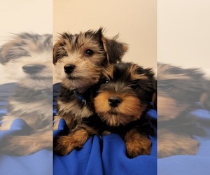 Yorkshire Terrier Puppy for Sale in PITTSBURG, California USA