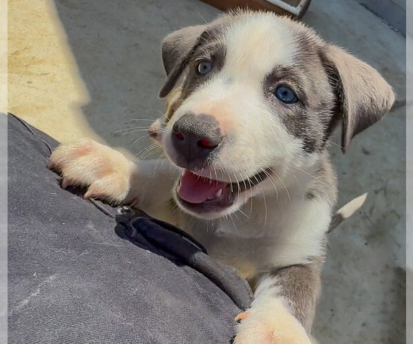 Medium Photo #1 Labrador Retriever-Unknown Mix Puppy For Sale in San Diego, CA, USA
