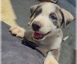 Small Labrador Retriever Mix