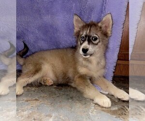 Siberian Husky Puppy for sale in SANDY HOOK, KY, USA