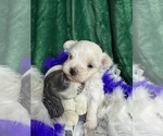Small #6 Maltese