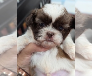 Shih Tzu Puppy for sale in HYATTSVILLE, MD, USA