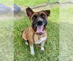 Small #1 Black Mouth Cur Mix
