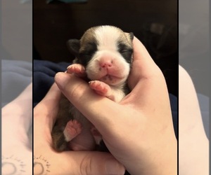 Miniature Spitz-Pug Mix Puppy for sale in THOMASVILLE, NC, USA