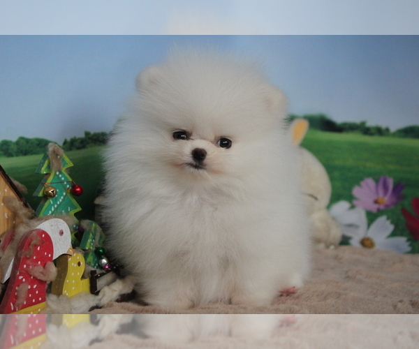 Medium Photo #10 Pomeranian Puppy For Sale in SAN FRANCISCO, CA, USA