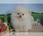 Small Photo #10 Pomeranian Puppy For Sale in SAN FRANCISCO, CA, USA