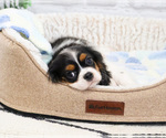 Small #6 Cavalier King Charles Spaniel