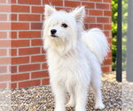 COPITO - Male Mutt Dog for Adoption - Small photo